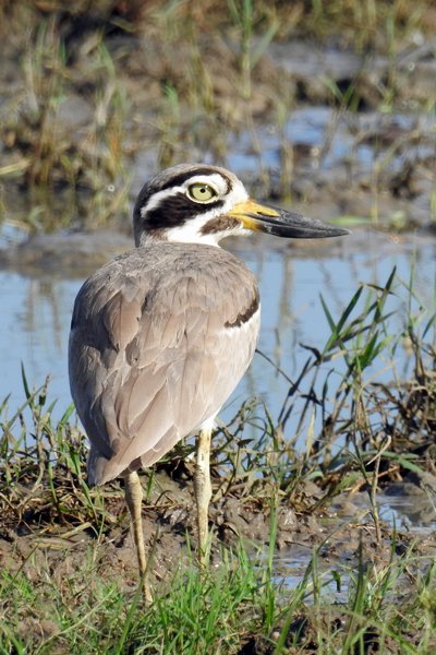 Grote griel (great stone-curlew of great thick-knee) bij Kaudulla (Sri Lanka)