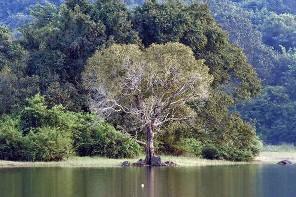 Bomen bij het Mapakada meer (Sri Lanka)