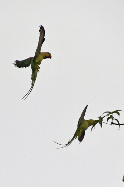 Grote alexanderparkieten (Alexandrine Parakeet) in Madura Oya NP (Sri Lanka)