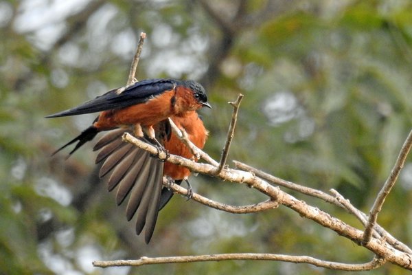 Ceylonzwaluw (Sri Lanka Swallow) in Madura Oya (Sri Lanka)