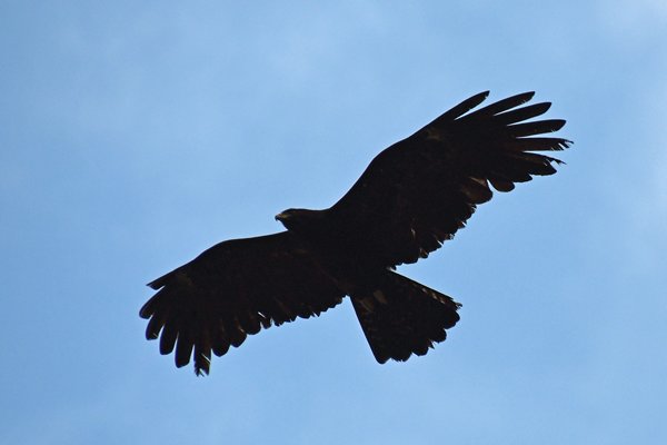 Indische zwarte arend (Black Eagle) bij Hunnasgiriya (Sri Lanka)