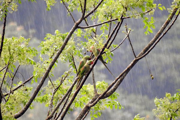 Grote alexanderparkieten (Alexandrine Parakeet) in stromende regen in Kitulgala (Sri Lanka)