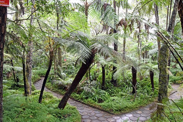 Varentuin in Hakgala Botanical Gardens (Sri Lanka)