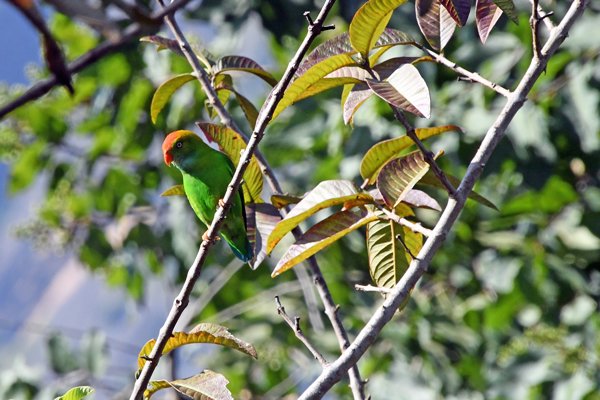Hanging parrot, onderweg naar Little Adam's Peak (Sri Lanka)