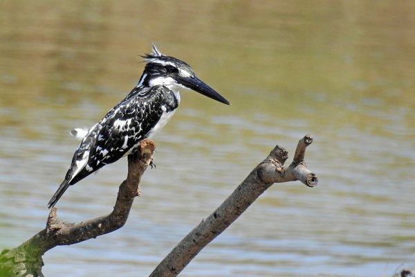 Bonte ijsvogel (Pied kingfisher) in Yala NP (Sri Lanka)