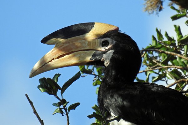 Malabarneushoornvogel (Malabar pied hornbill) in Yala NP (Sri Lanka)