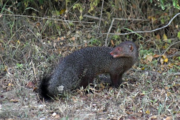 Ruddy mongoose (Herpestes smithii) in Yala NP (Sri Lanka)