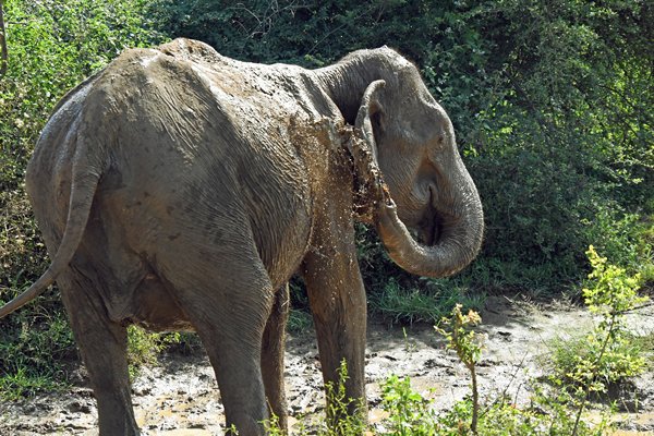 Olifant geeft zich een modderdouche in Udawalawe NP (Sri Lanka)