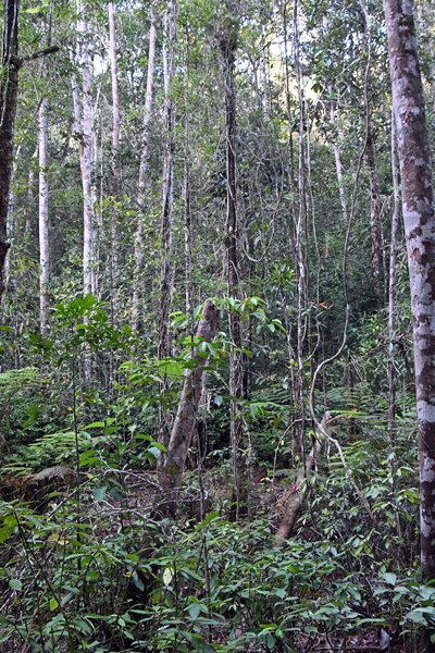 Indruk van het Sinharaja Forest Reserve (Sri Lanka)