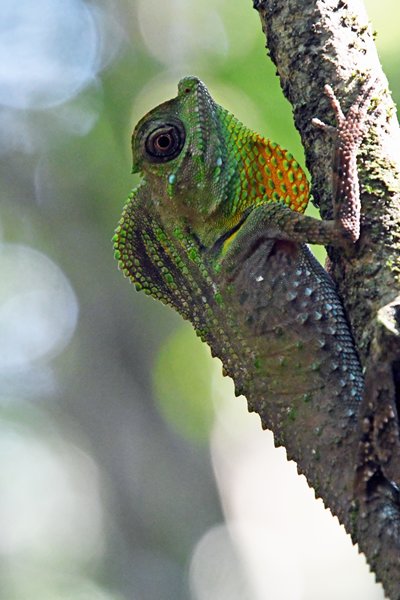 Lierkopagame (Hump-nosed Lizard) in Kanneliya Rainforest (Sri Lanka)