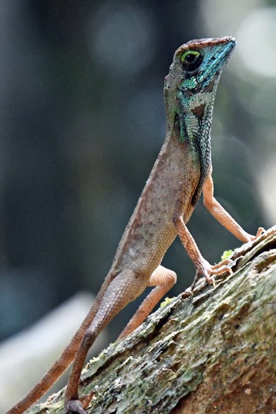 Sri Lankan Kangaroo Lizard in Kanneliya Rainforest (Sri Lanka)