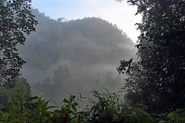Ochtendnevel in het Kanneliya Rainforest (Sri Lanka)