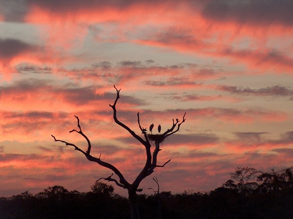 Zonsondergang in Pantanal