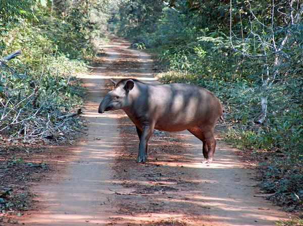 Tapir in Noel Kempff Mercado.