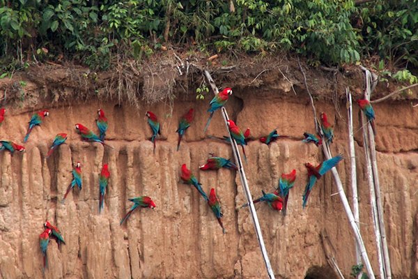 Red green macaws op de clay lick.