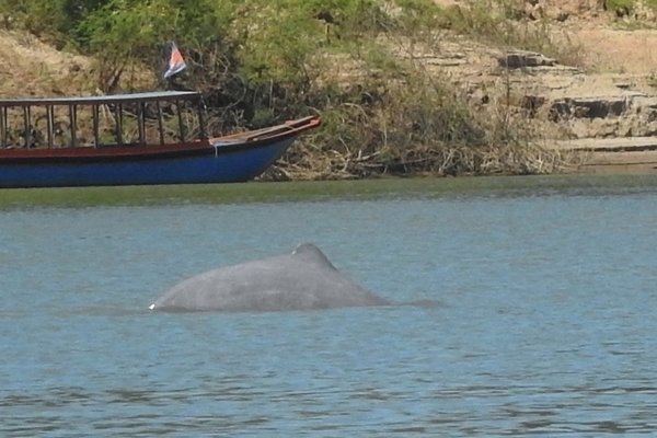 Irrawaddy dolfijn