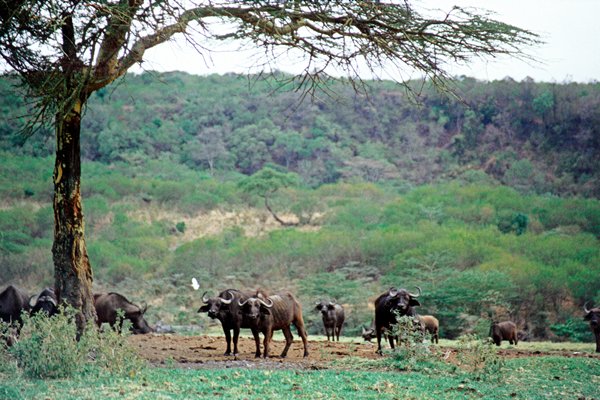 Arusha National Park.