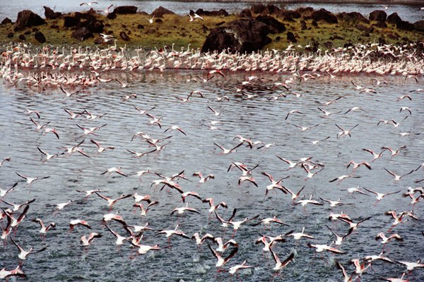 Ontelbaar veel flamingos.