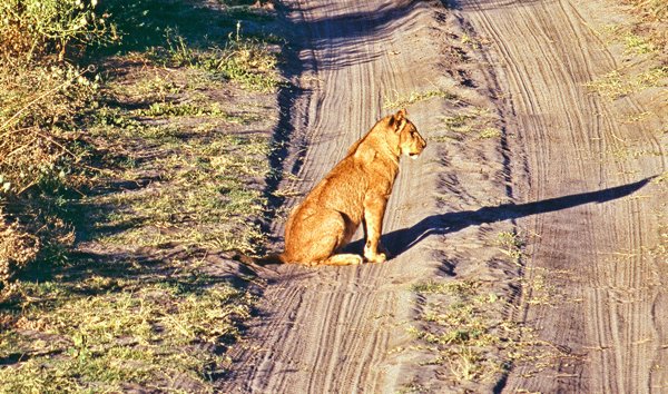 Leeuw op de weg.