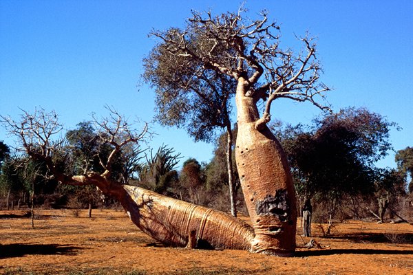 Baobab.