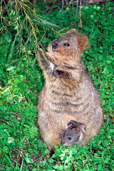 Quokka.