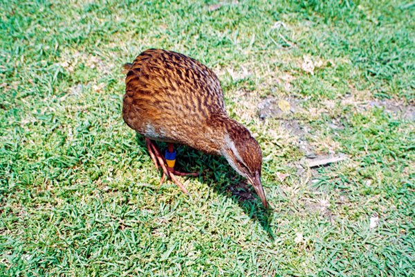 Kapiti.