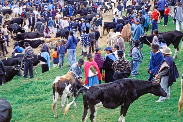 Veemarkt Otavalo.