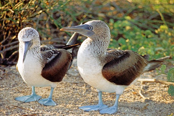 Blue footed boobies.